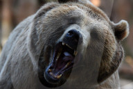 FEATURE - Madrid: Mitteilsame Braunbären im Zoo