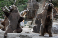 FEATURE - Madrid: Mitteilsame Braunbären im Zoo