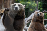 FEATURE - Madrid: Mitteilsame Braunbären im Zoo