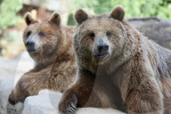 FEATURE - Madrid: Mitteilsame Braunbären im Zoo