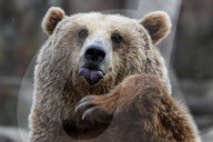 FEATURE - Madrid: Mitteilsame Braunbären im Zoo