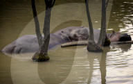 FEATURE - Nilpferde relaxen im Zoo von Dvur Kralove nad Labem 