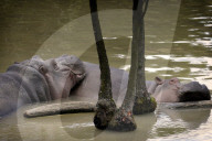 FEATURE - Nilpferde relaxen im Zoo von Dvur Kralove nad Labem 