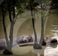 FEATURE - Nilpferde relaxen im Zoo von Dvur Kralove nad Labem 