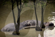 FEATURE - Nilpferde relaxen im Zoo von Dvur Kralove nad Labem 