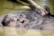 FEATURE - Nilpferde relaxen im Zoo von Dvur Kralove nad Labem 