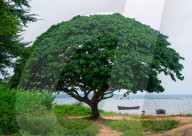 REPORTAGE - Benin: Voodoo Zwillinge Tradition