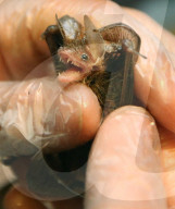 FEATURE - Fledermaus wird aufgepäppelt