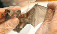 FEATURE - Fledermaus wird aufgepäppelt