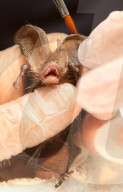 FEATURE - Fledermaus wird aufgepäppelt