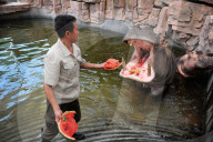 FEATURE - Nilpferde mögen Wassermelonen