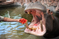 FEATURE - Nilpferde mögen Wassermelonen