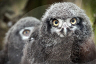 FEATURE - Kleine graue Schnee-Eule im Zoo von Usti nad Labem