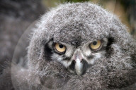 FEATURE - Kleine graue Schnee-Eule im Zoo von Usti nad Labem