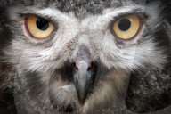 FEATURE - Kleine graue Schnee-Eule im Zoo von Usti nad Labem