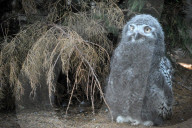 FEATURE - Kleine graue Schnee-Eule im Zoo von Usti nad Labem