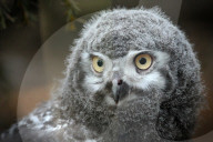 FEATURE - Kleine graue Schnee-Eule im Zoo von Usti nad Labem