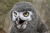 FEATURE - Kleine graue Schnee-Eule im Zoo von Usti nad Labem