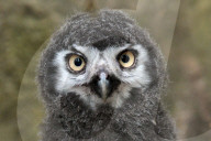 FEATURE - Kleine graue Schnee-Eule im Zoo von Usti nad Labem