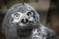 FEATURE - Kleine graue Schnee-Eule im Zoo von Usti nad Labem
