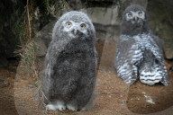 FEATURE - Kleine graue Schnee-Eule im Zoo von Usti nad Labem