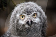 FEATURE - Kleine graue Schnee-Eule im Zoo von Usti nad Labem