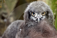 FEATURE - Kleine graue Schnee-Eule im Zoo von Usti nad Labem