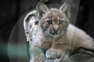 FEATURE - Kleine Luchse im Zoo von Liberec