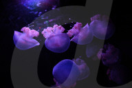FEATURE - Gepunktete Wurzelmundquallen im Aquarium von Madrid 