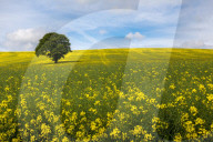 FEATURE - Neuer Fotoband zeigt zauberhafte Impressionen aus Yorkshire