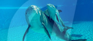 FEATURE - Las Vegas: Geburt eines Delfins im Mirage