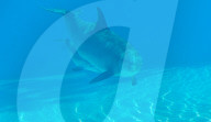 FEATURE - Las Vegas: Geburt eines Delfins im Mirage