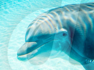 FEATURE - Las Vegas: Geburt eines Delfins im Mirage