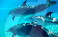 FEATURE - Las Vegas: Geburt eines Delfins im Mirage