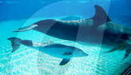 FEATURE - Las Vegas: Geburt eines Delfins im Mirage