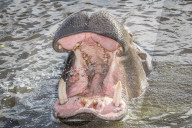 FEATURE - Zahnpflege für Nilpferde