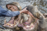 FEATURE - Zahnpflege für Nilpferde