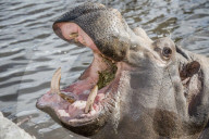FEATURE - Zahnpflege für Nilpferde