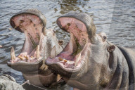 FEATURE - Zahnpflege für Nilpferde