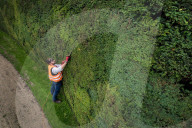 FEATURE - Weltgrösste Hecke wird gestutz