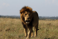 Kenya wildlife, Africa - 2017