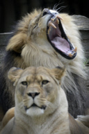 Barbary Lions at Olomouc Zoo, Czech Republic - 29 Jun 2017