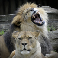 Barbary Lions at Olomouc Zoo, Czech Republic - 29 Jun 2017