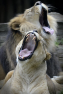 Barbary Lions at Olomouc Zoo, Czech Republic - 29 Jun 2017