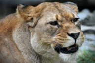 Barbary Lion at Olomouc Zoo, Czech Republic - 19 Jul 2017