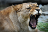 Barbary Lion at Olomouc Zoo, Czech Republic - 19 Jul 2017