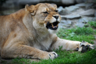 Barbary Lion at Olomouc Zoo, Czech Republic - 19 Jul 2017