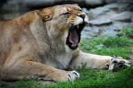 Barbary Lion at Olomouc Zoo, Czech Republic - 19 Jul 2017