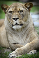Barbary Lion at Olomouc Zoo, Czech Republic - 19 Jul 2017