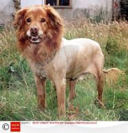 FEATURE - Kurioses zum Welt-Löwen-Tag